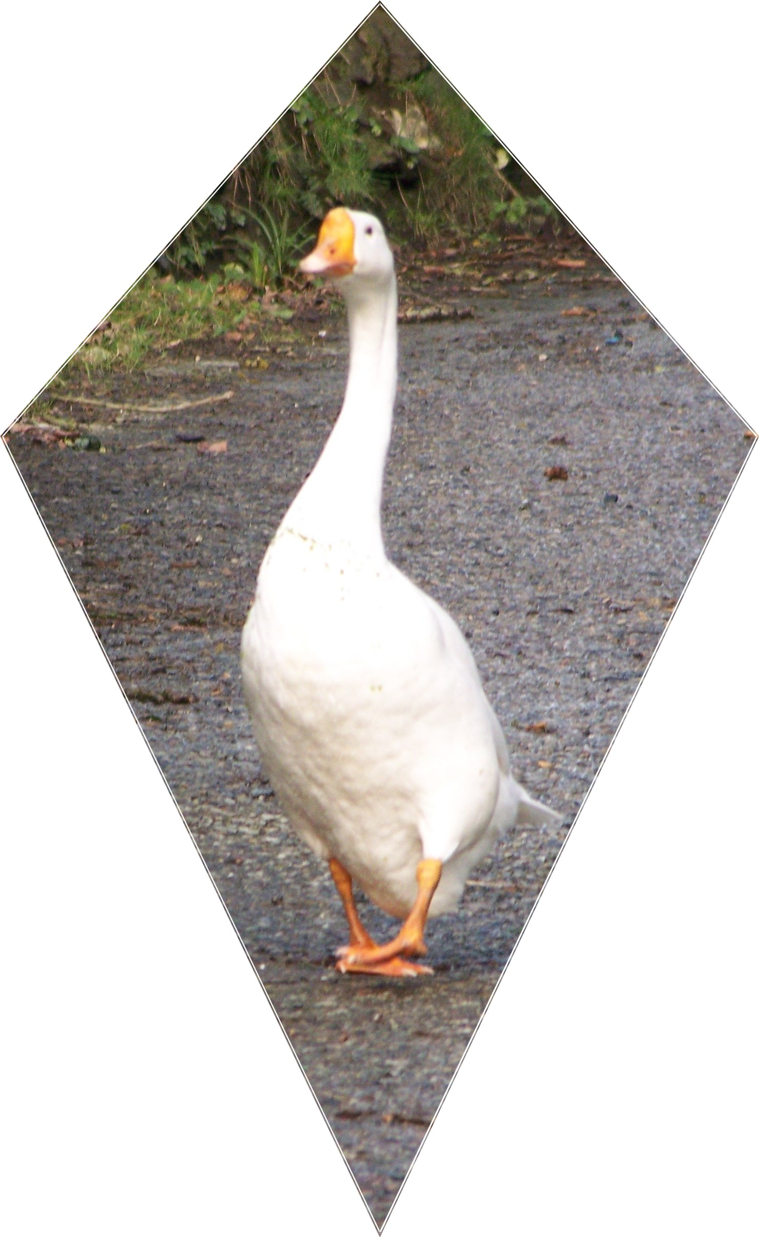 Chucckles.jpg