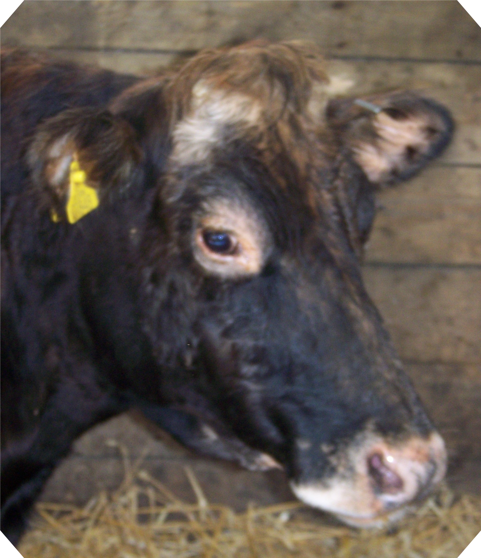 Cow_of_the_MonthChrissy.jpg