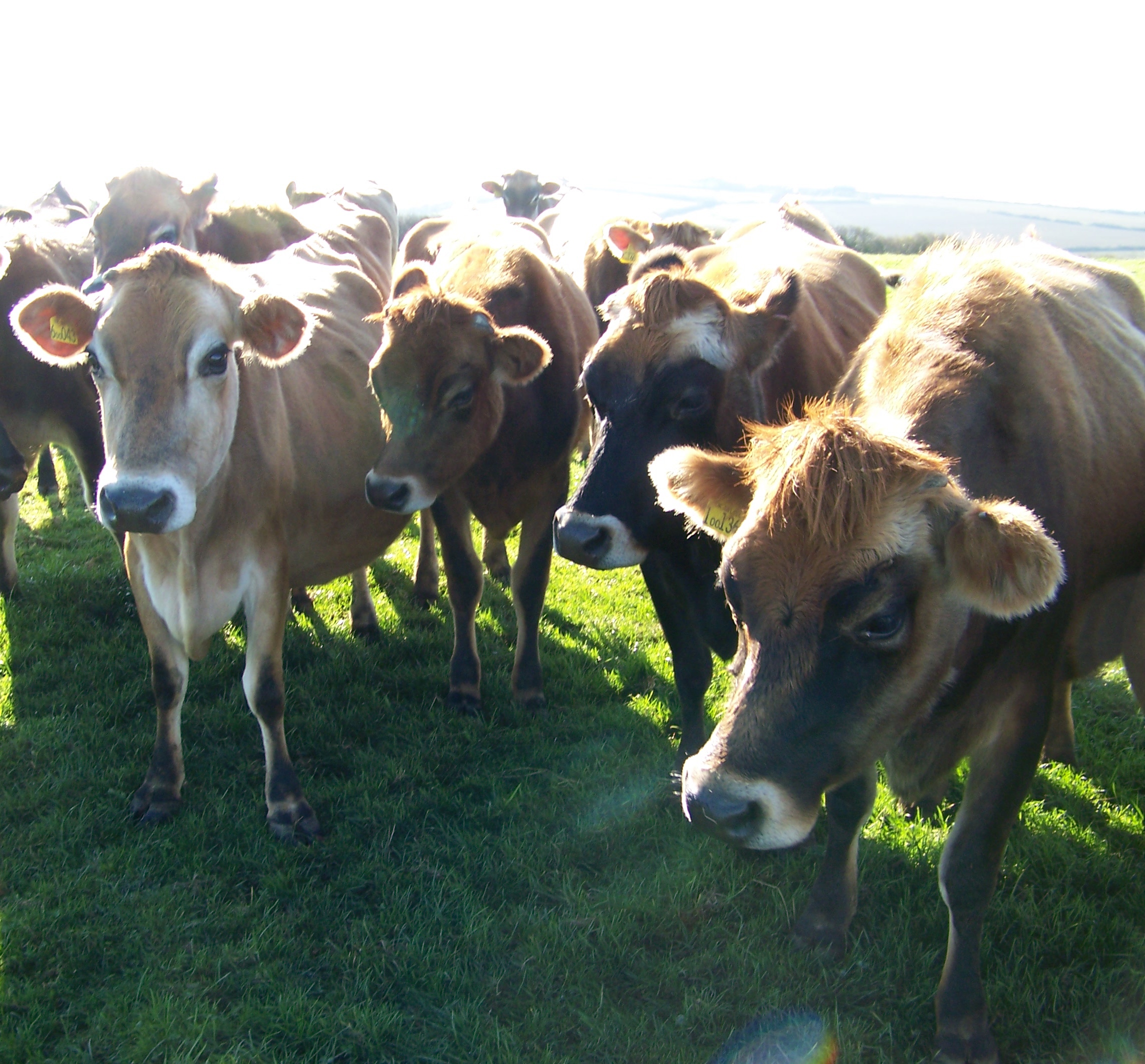 cows/butter2008.jpg